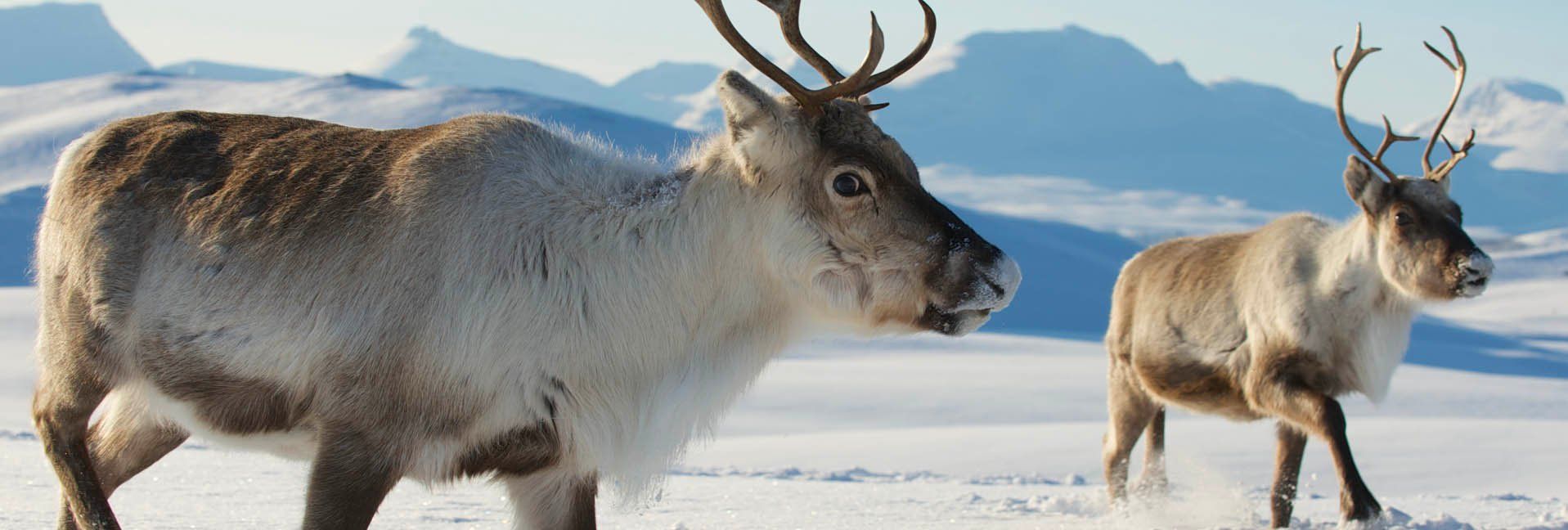 Six Things You Didn’t Know About Reindeer