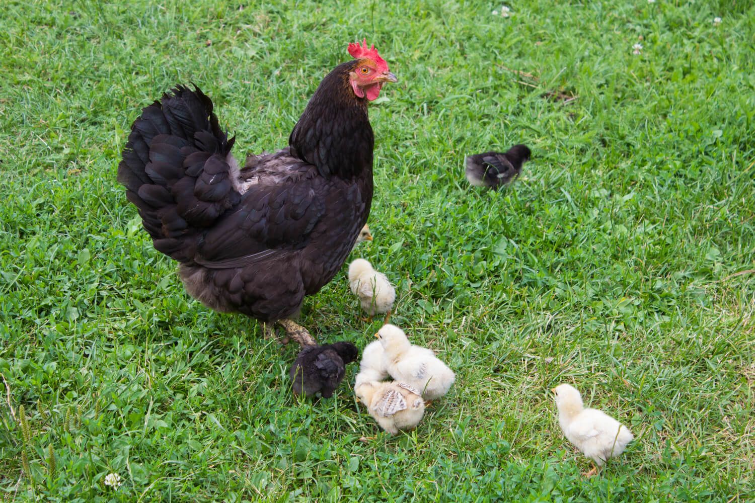 The Pecking Order