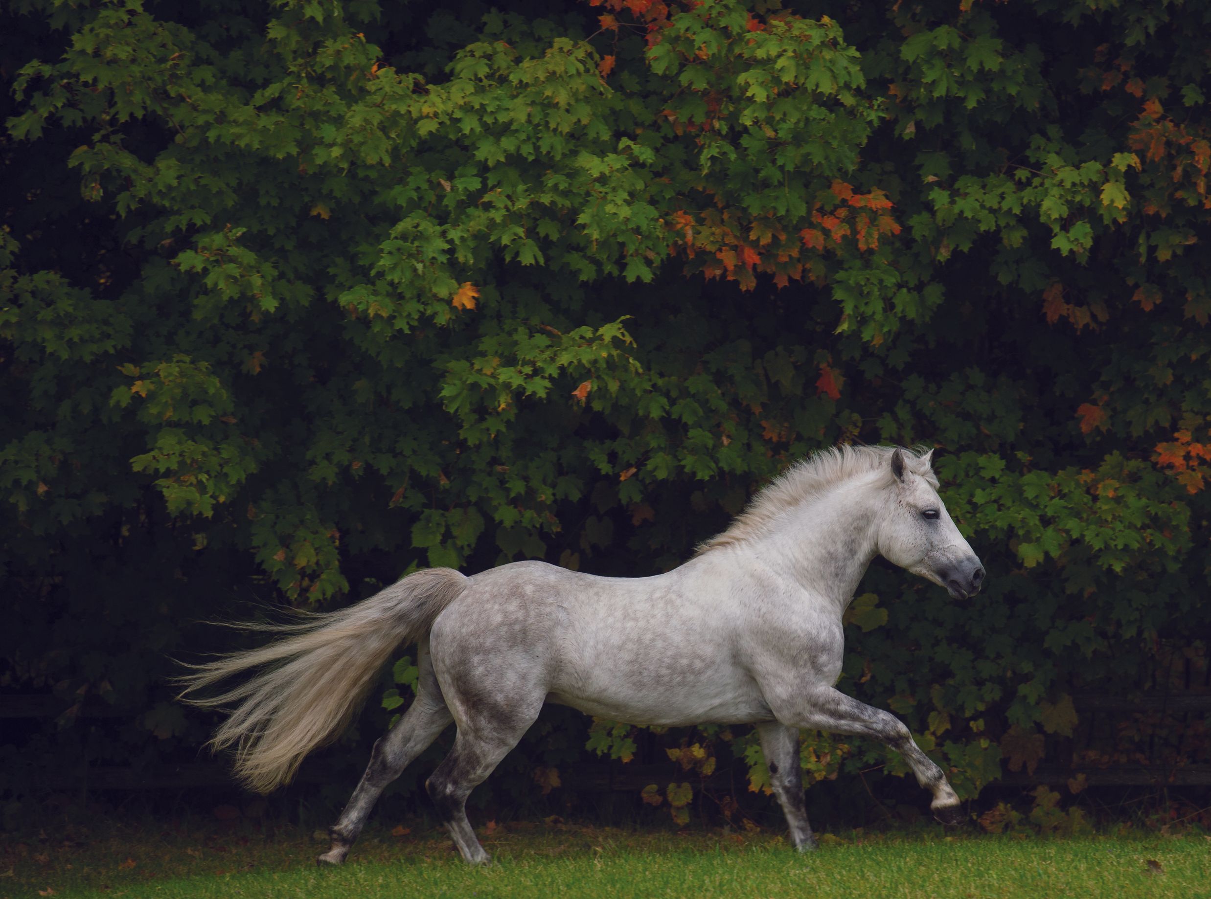 Emerald Isle Equines