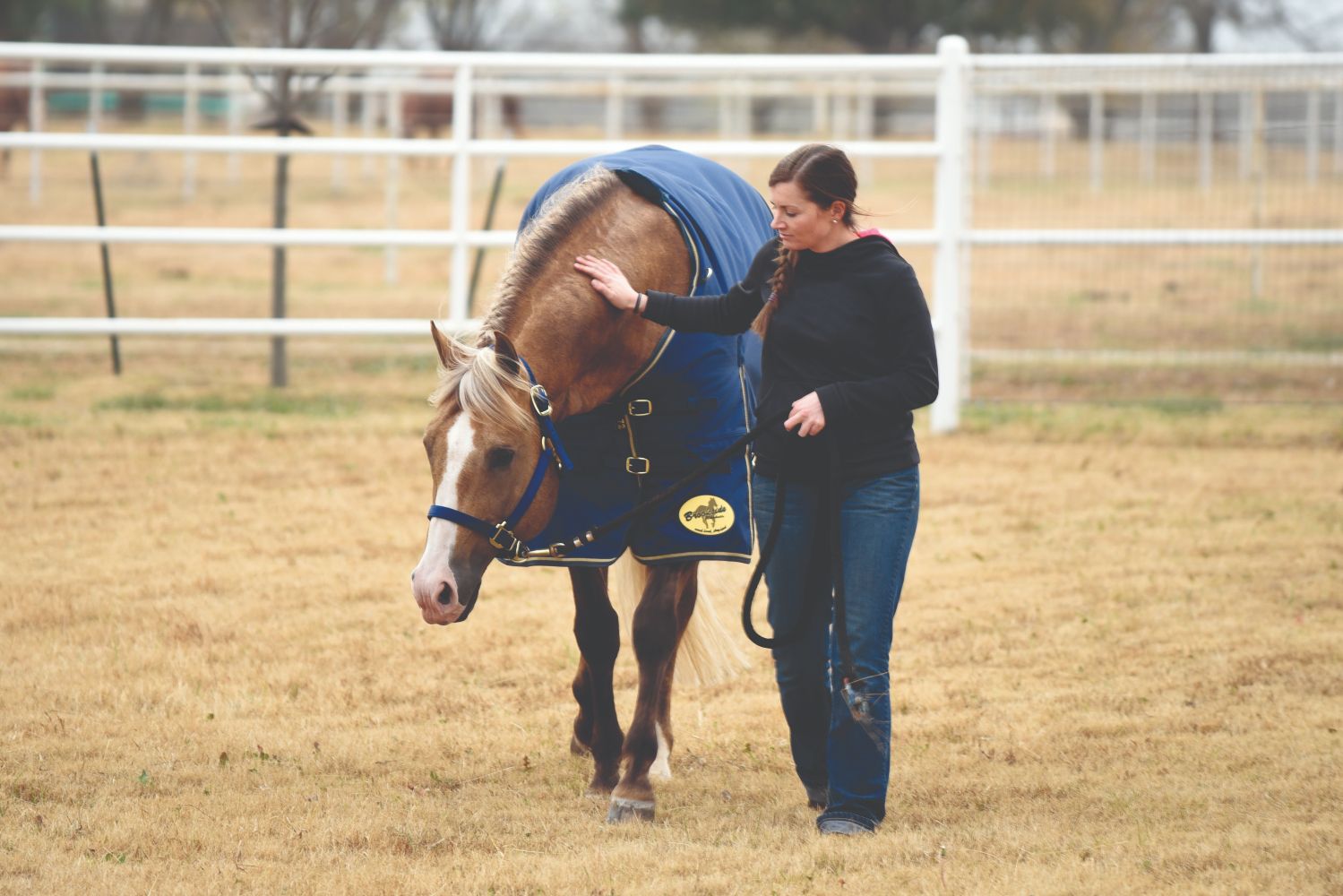 Respond to Signs of Colic in Horses