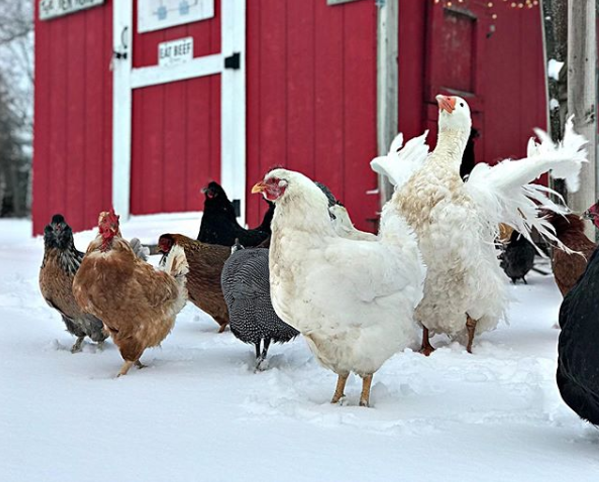 Winter’s Icy Grip on Chickens