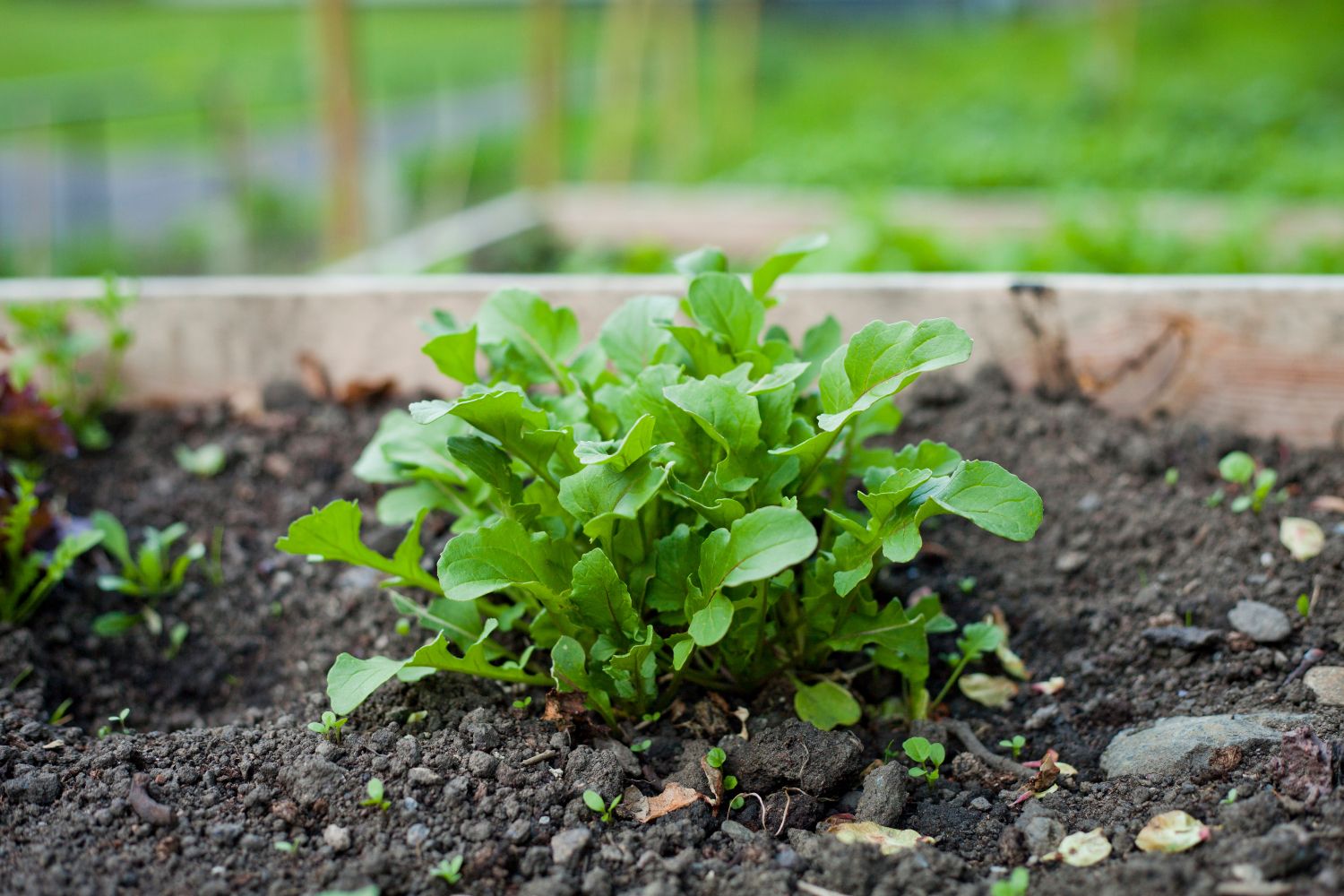 Selecting the Right Veggies