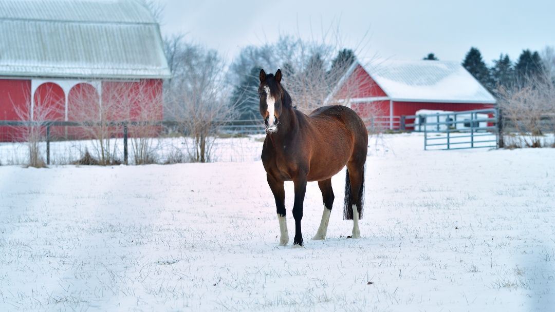 Frost-Free Barn Essentials