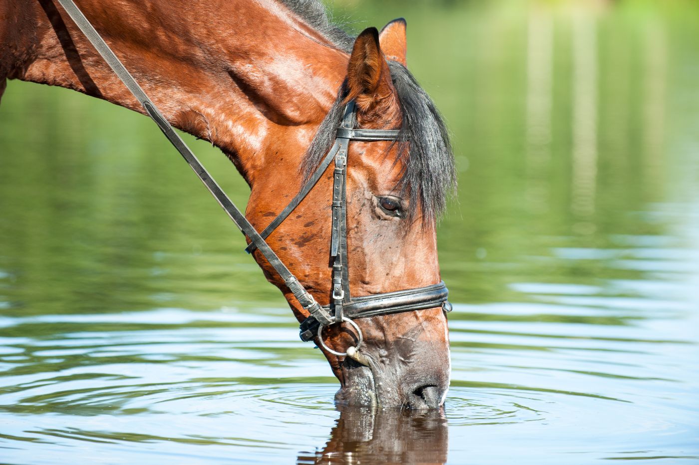 Identifying & Preventing Heat Stress in Horses