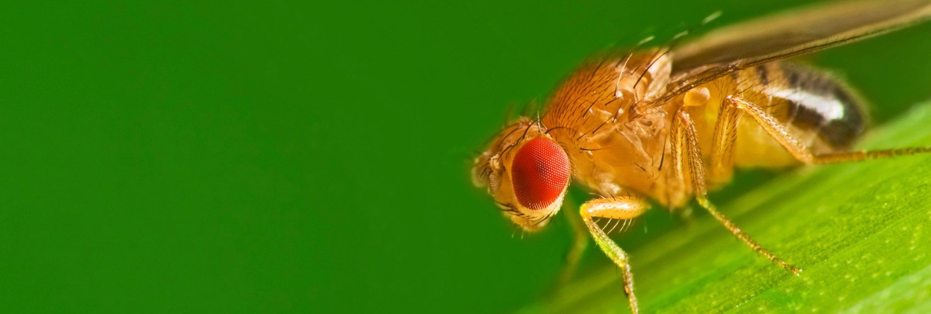 5 Tips for Preventing Fruit Flies