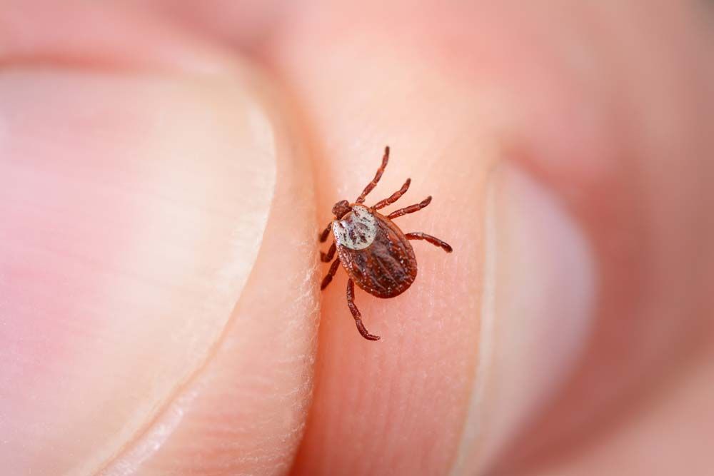 Protect Yourself From Tick Bites This Summer