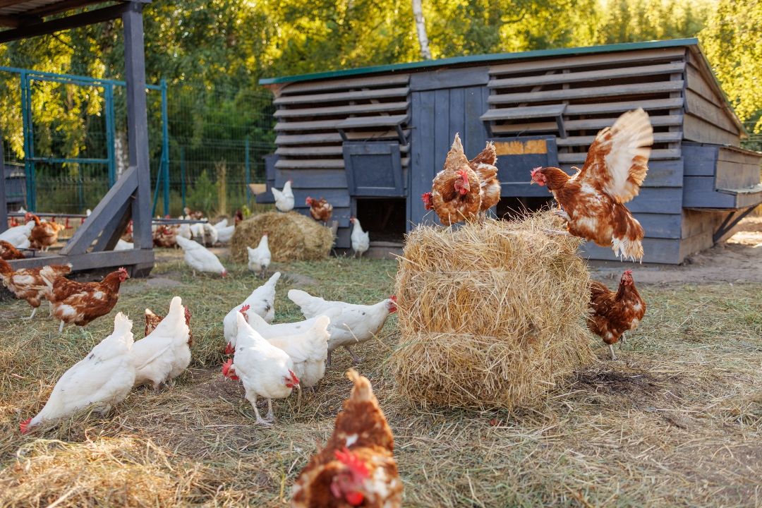 Cozy Coops, Happy Hens