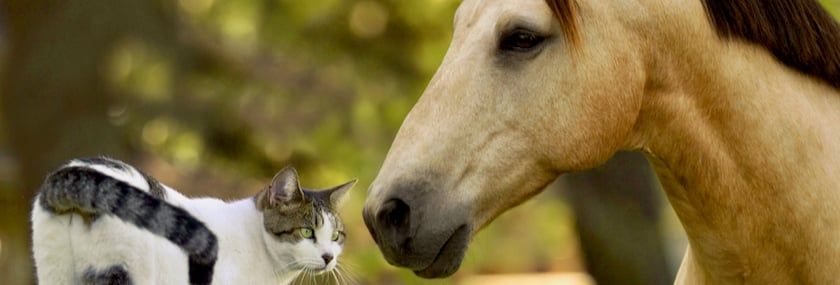 When To Bring Cats Into The Barn (And When Not To)