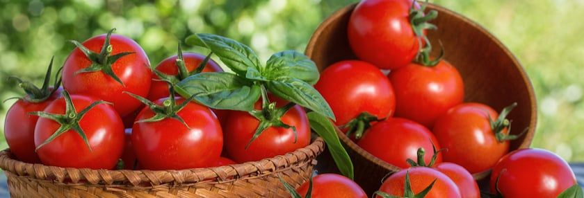 Growing Tomatoes in Containers 