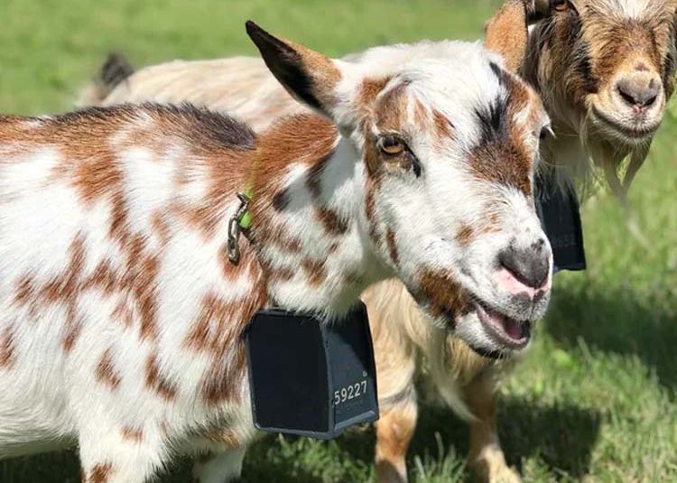 Working Goats Adapt to Virtual Fencing