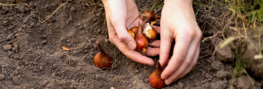 Plant Bulbs This Fall for Spring Flowers