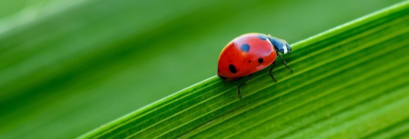 The Lovely Ladybug