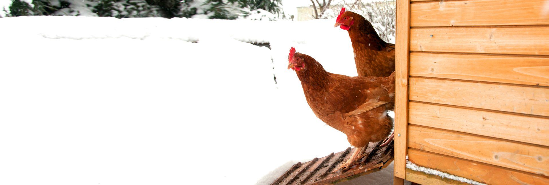 Keeping Your Chicken Coop Cozy and Safe During Winter