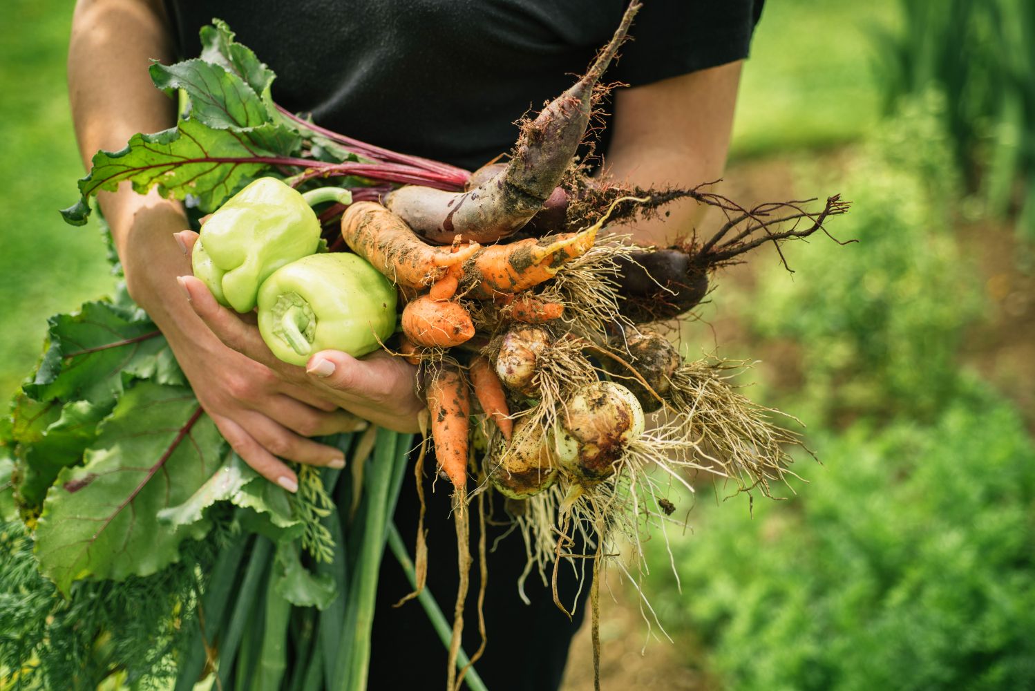 September  Gardening Guidelines