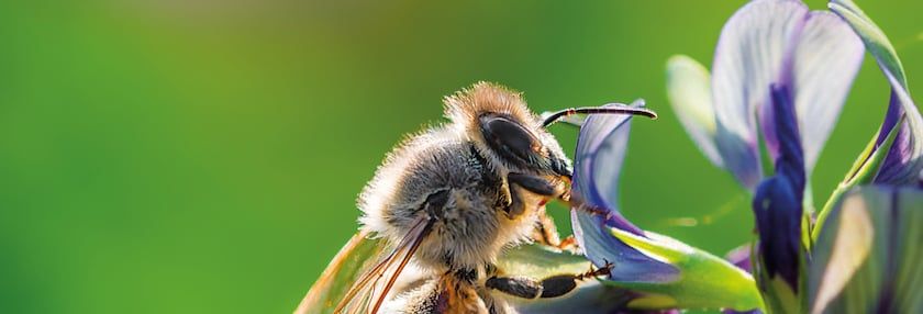Bee-ing Thoughtful About Pollinators