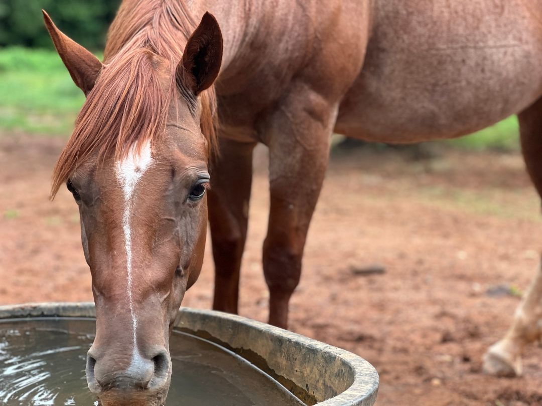 Sweet Home Alabama at Fernwood Farms