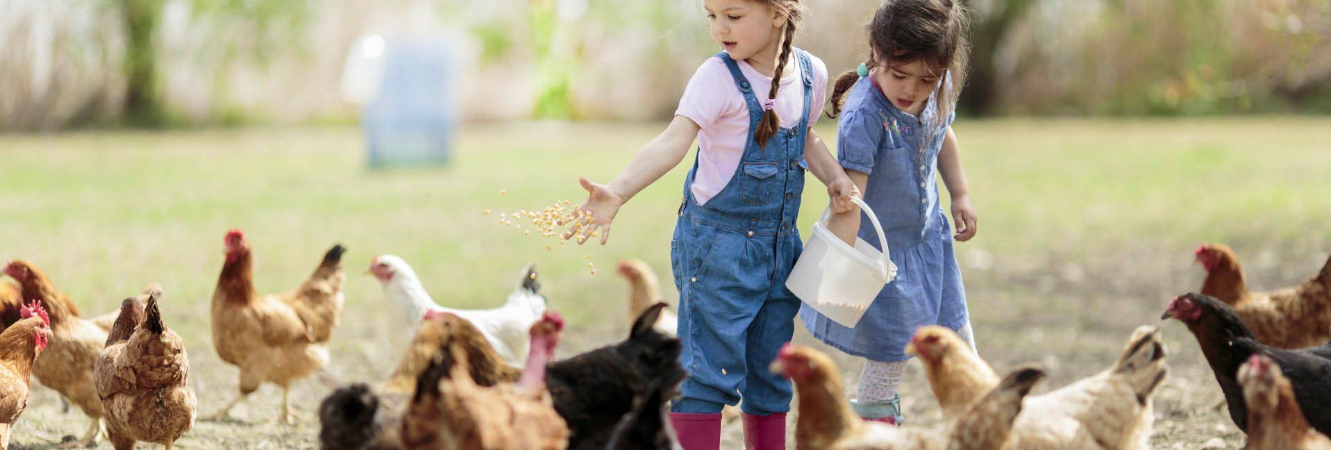 Six Benefits of Owning Chickens