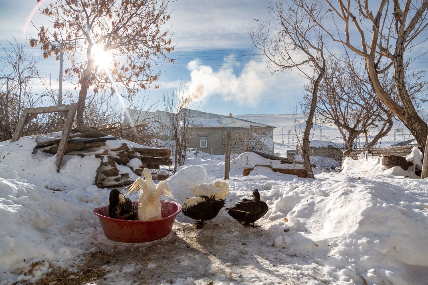 Winter-Proof Poultry