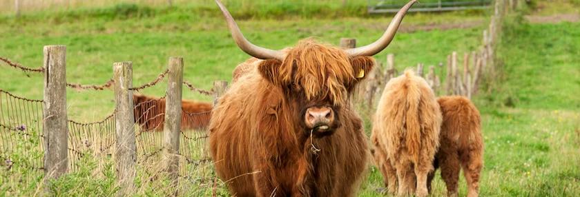 Livestock from the Shetland Islands