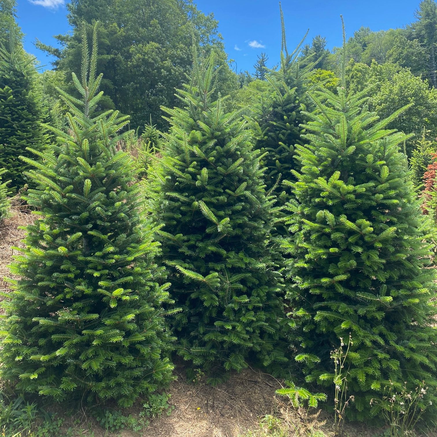 Tips for Growing Christmas Trees on Your Property