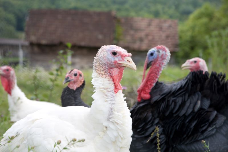 Raising Your Own Thanksgiving Turkey