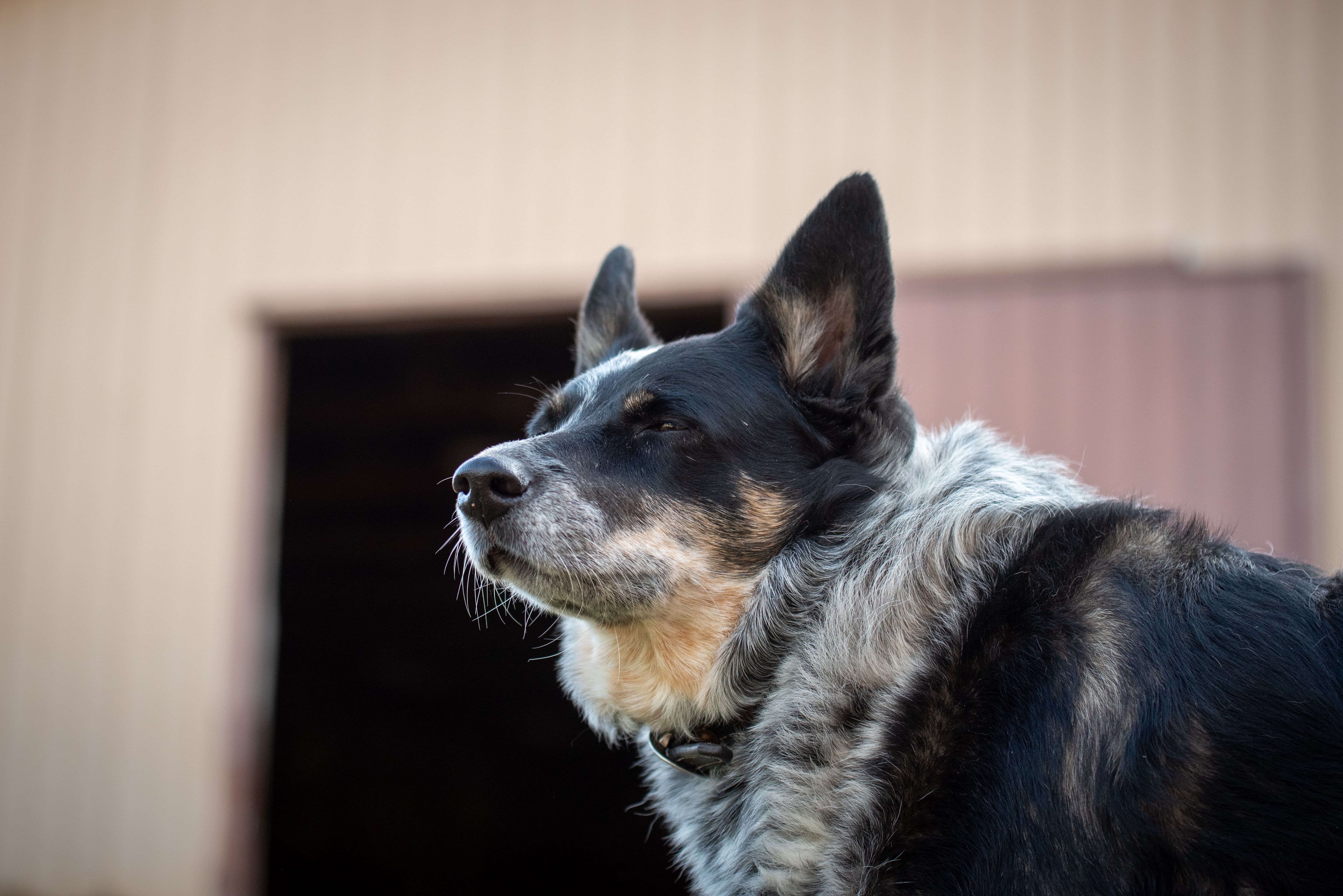 How to Keep Your Farm Dog Healthy