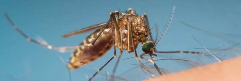 Fight Back Against Disease-Spreading Mosquitoes