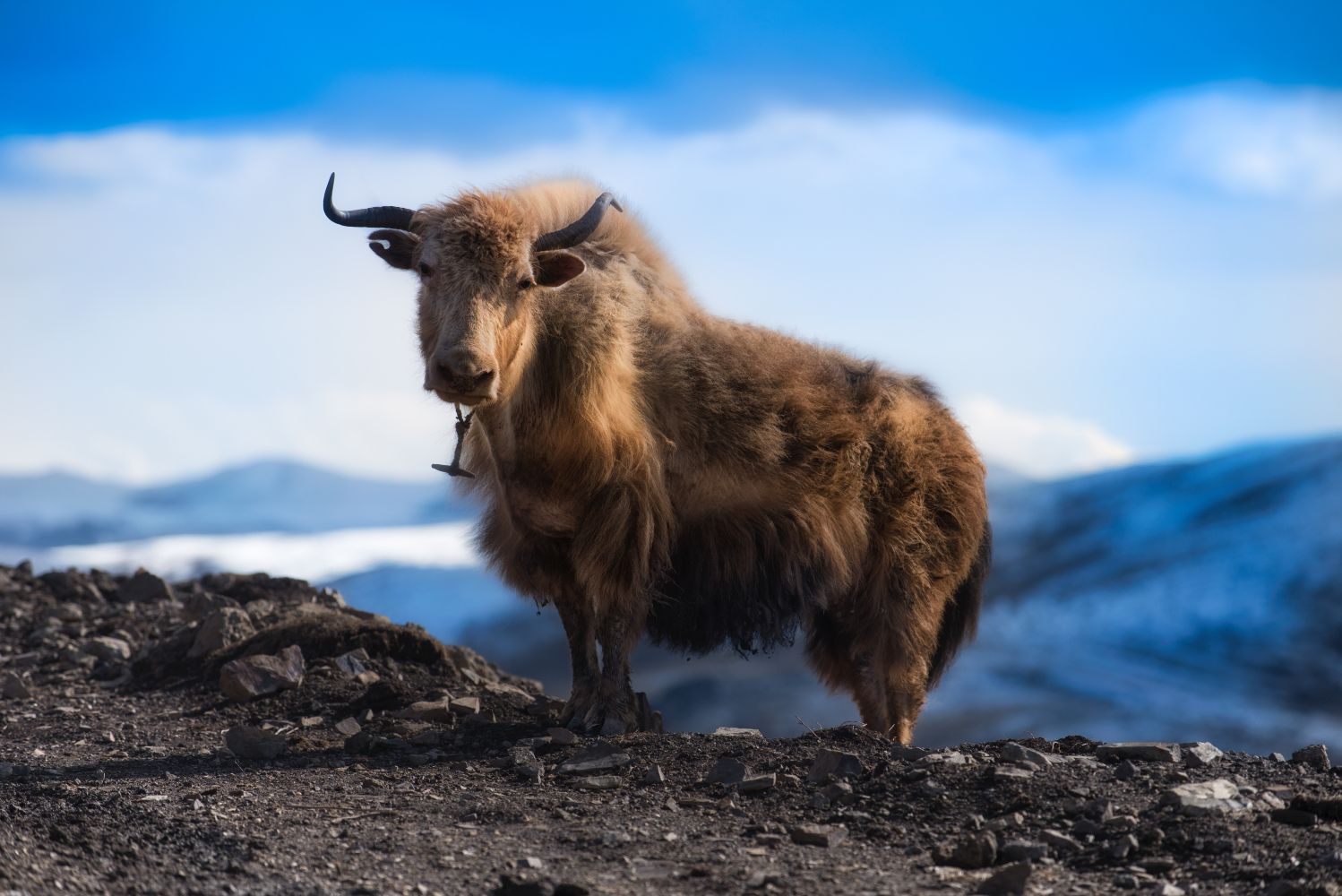 The Benefits of Raising Yaks