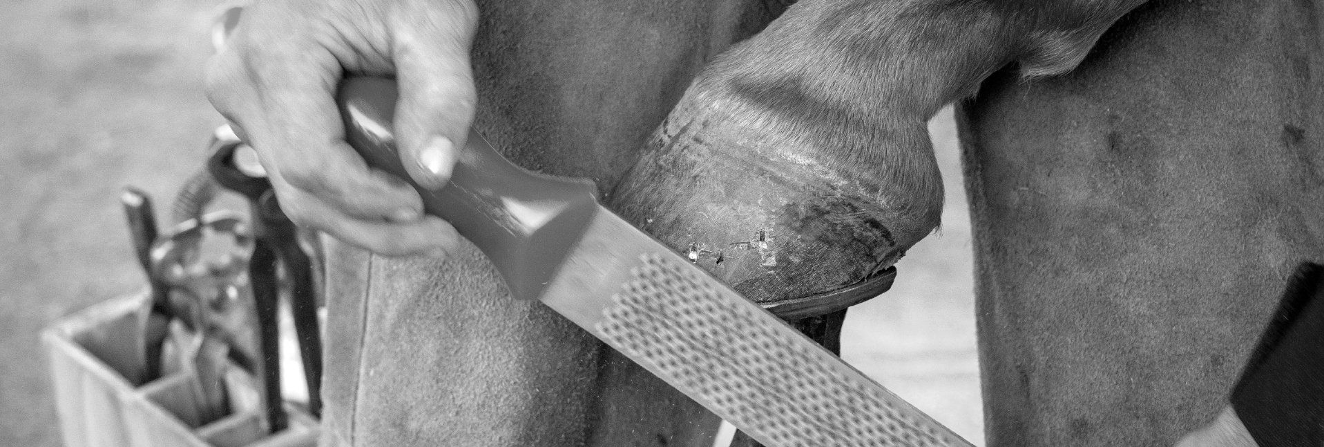 7 questions to ask your farrier