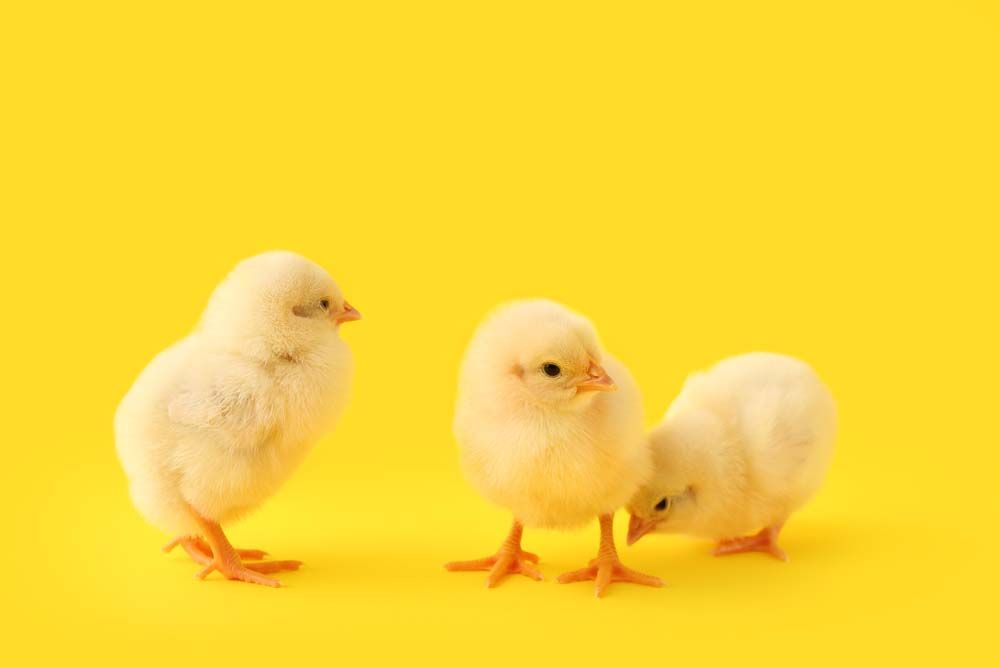 The Cost of Brooding Chicks