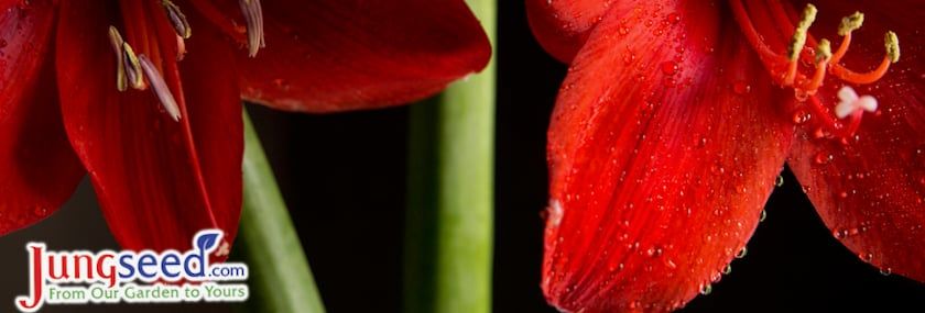 An Easy Guide to Growing Amaryllis