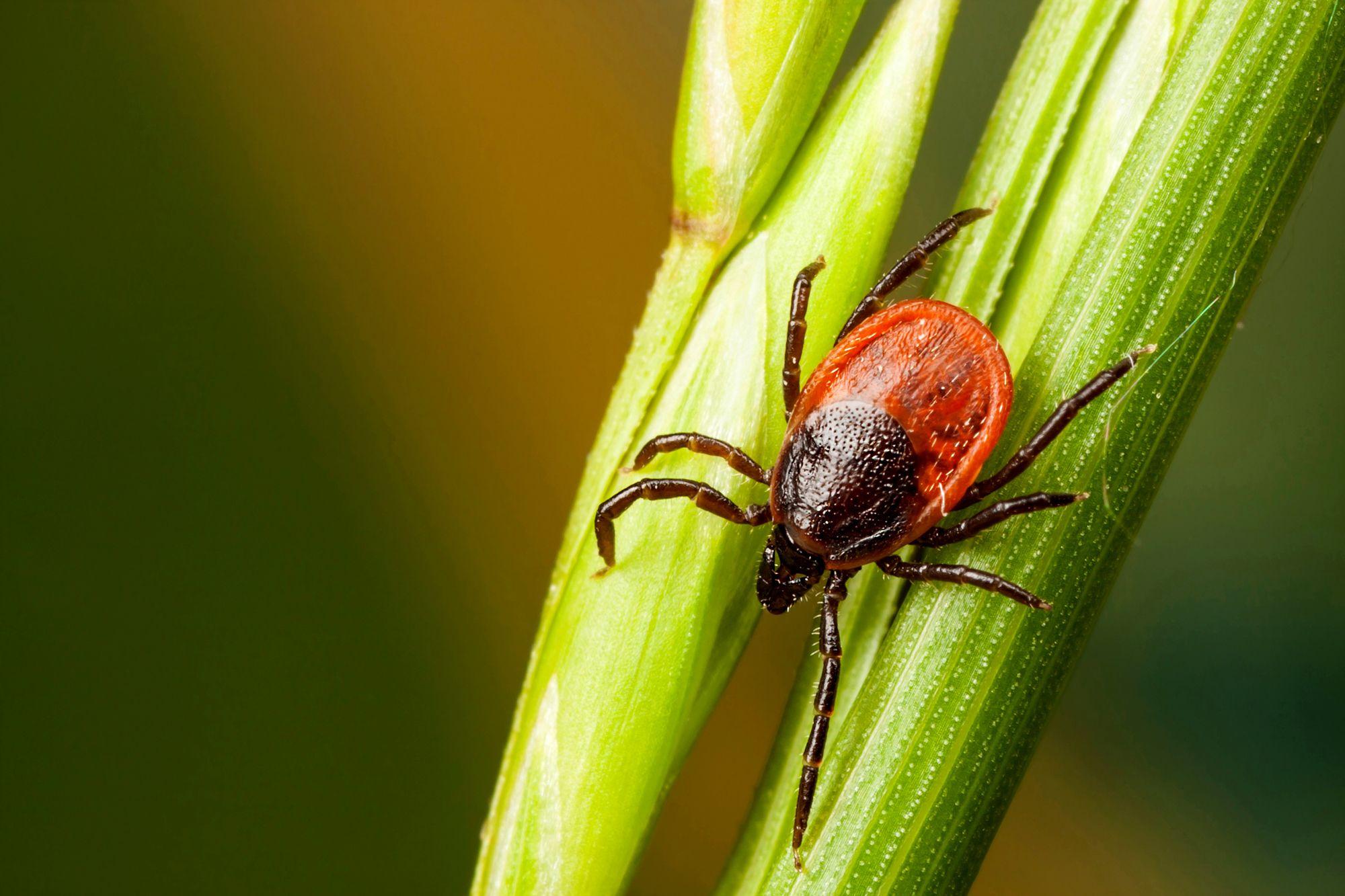 How To Protect Yourself and Your Animals from Ticks
