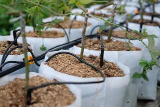 Subsurface Irrigation