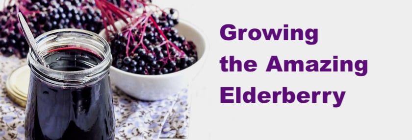 Growing the Amazing Elderberry