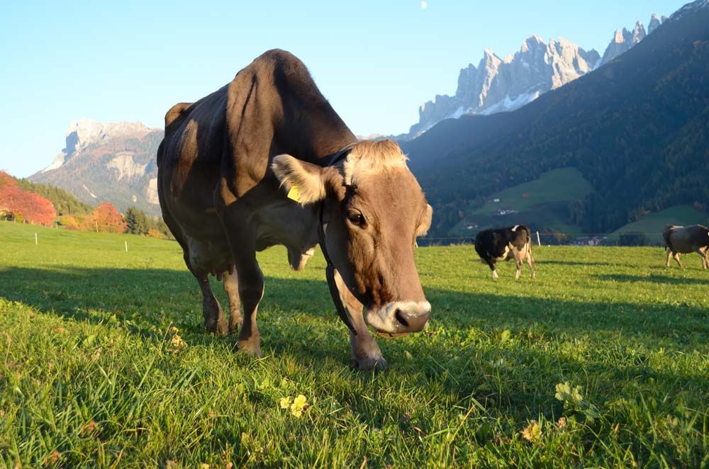 Italian Livestock Breeds
