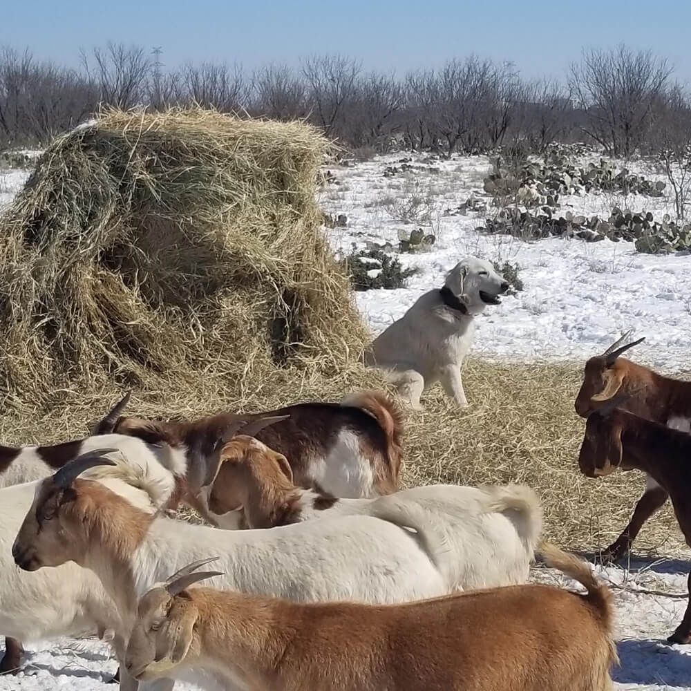 Winter-Ready Guardian Dogs