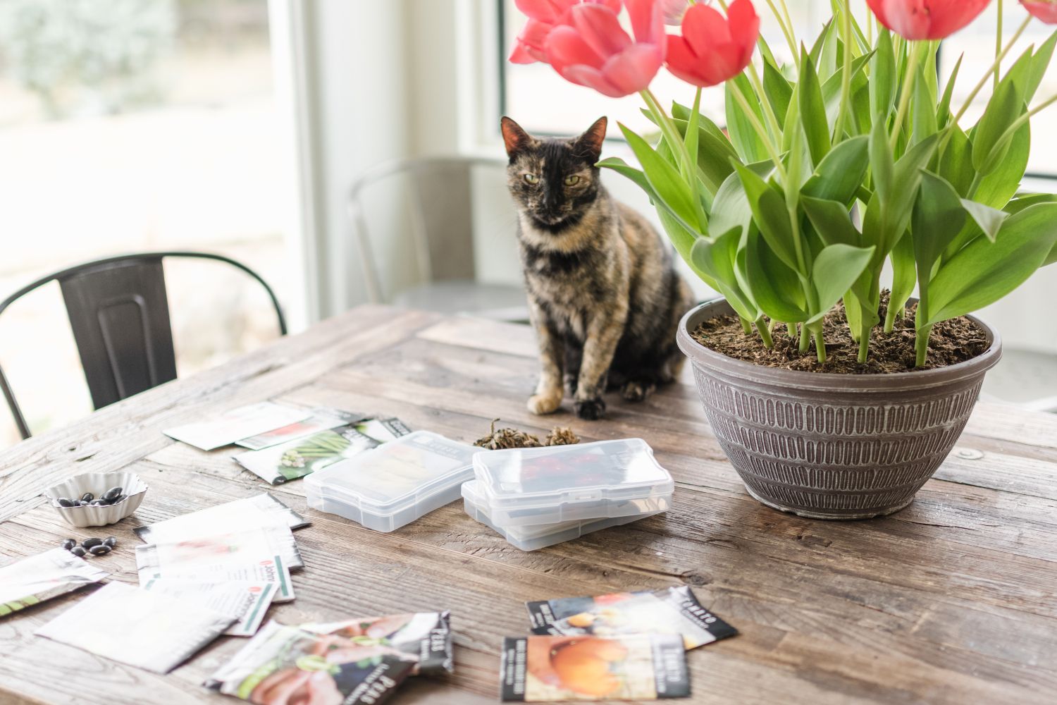 The Art of Seed Preservation