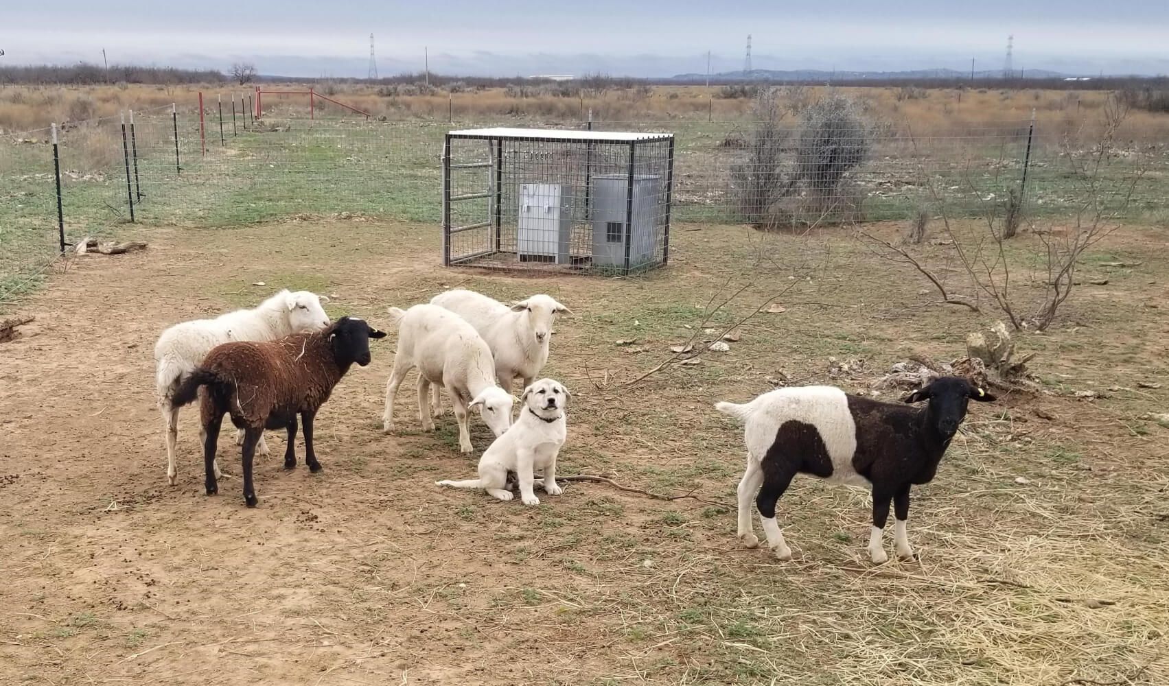 Understanding Livestock Guardian Dogs
