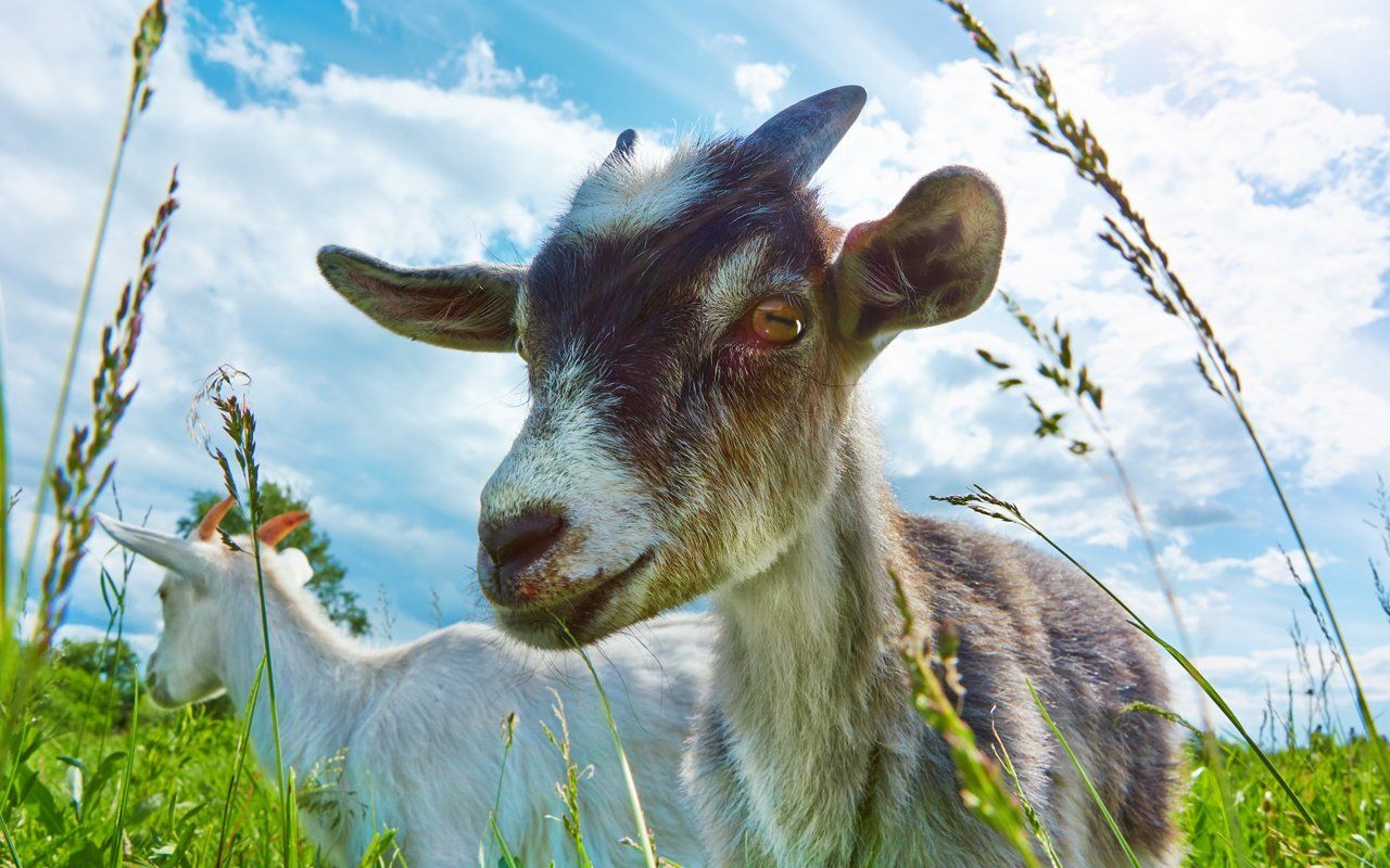 Caprine Chaos - My Career as Assistant Goat Wrangler