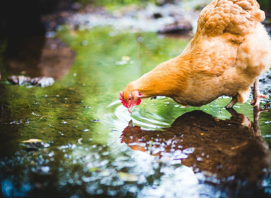 Help Your Hens Beat the Heat