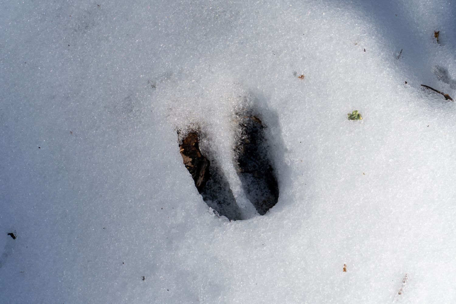 What Animal Footprints Are These?