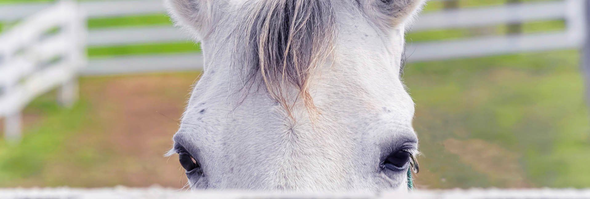 Listen UP, Your horse can talk to you – No, really!