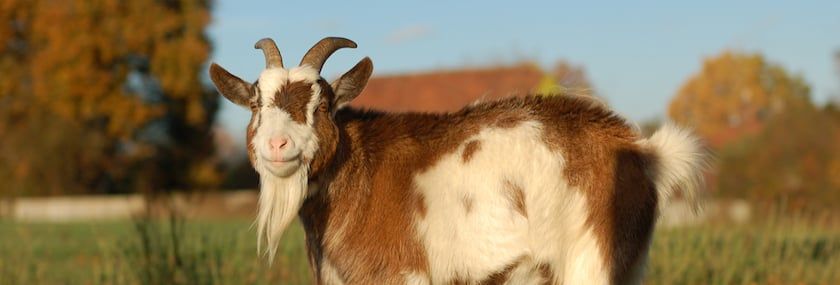 5 Things You Might Not Know About Fainting Goats
