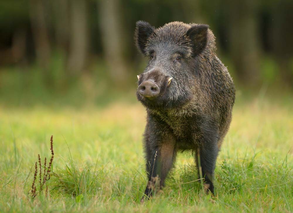 Can We Stop the ‘Super Wild Hog’ Invasion?