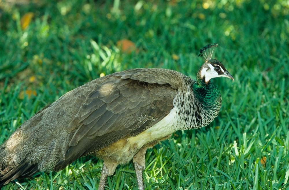 Raising Peafowl: 7 Facts About Peafowl That Will Raise Your Tailfeathers