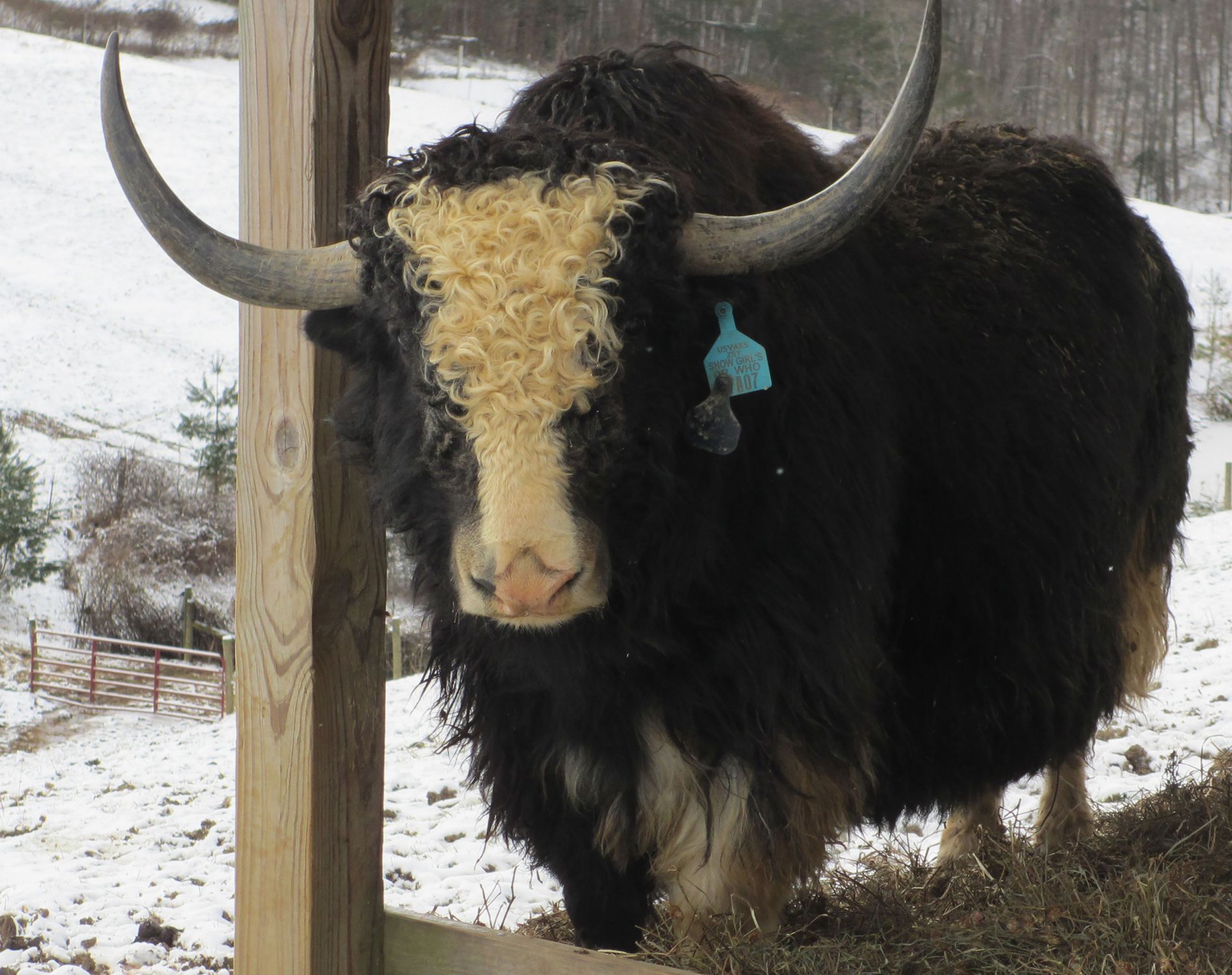 Diversifying Livestock with Yaks