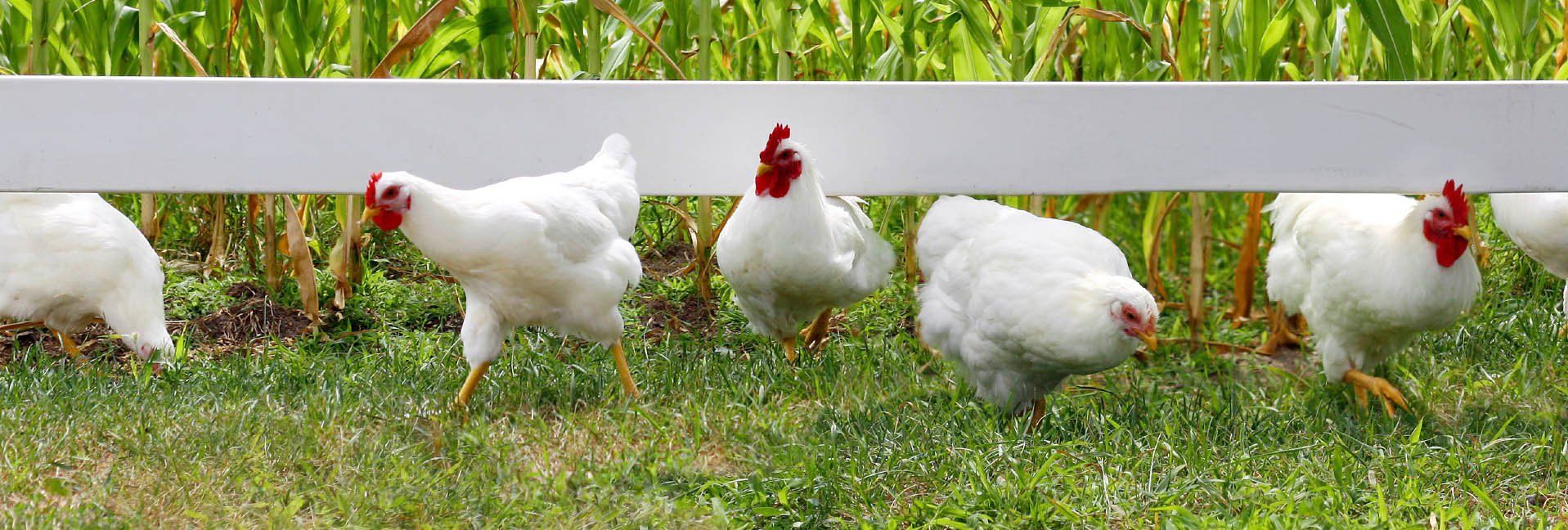How-to process your own chickens