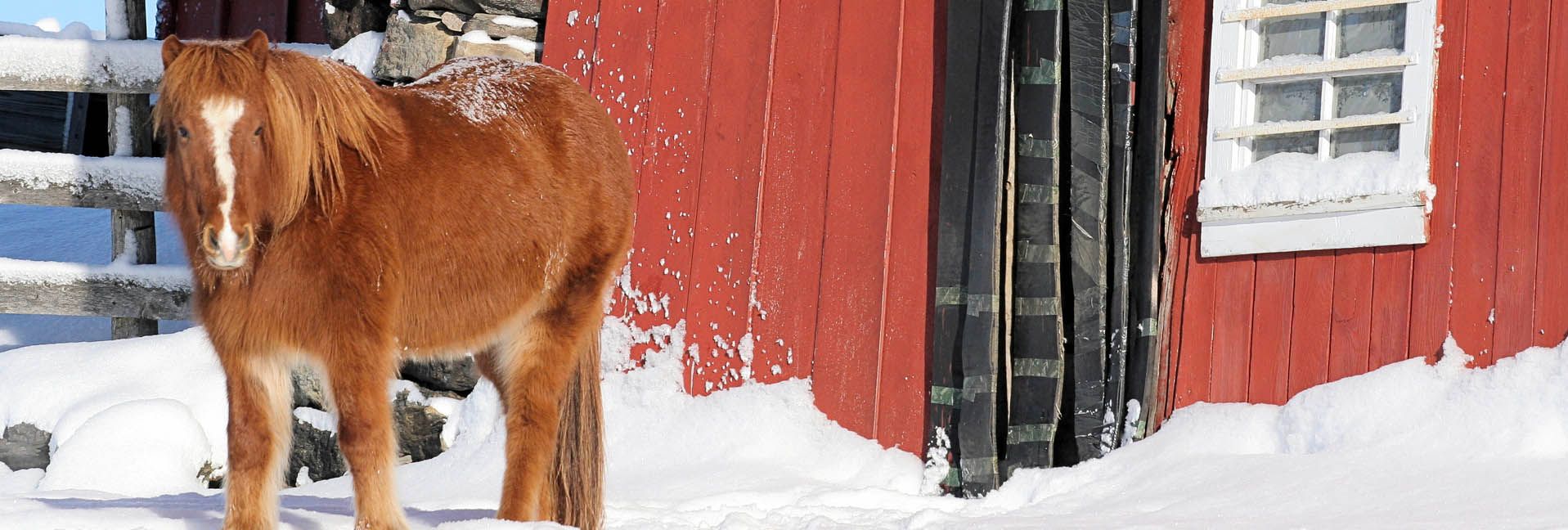 Six Ways to Survive Winter in the Barn