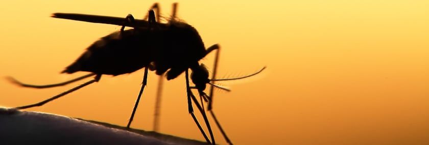 Mosquitoes, Horses and 7 Facts You Need to Know 