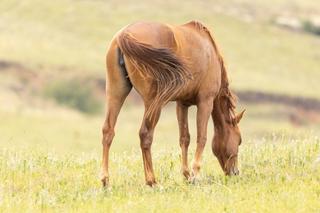 Horse Owners: If ‘Rotational Deworming’ Is Out, What’s In?